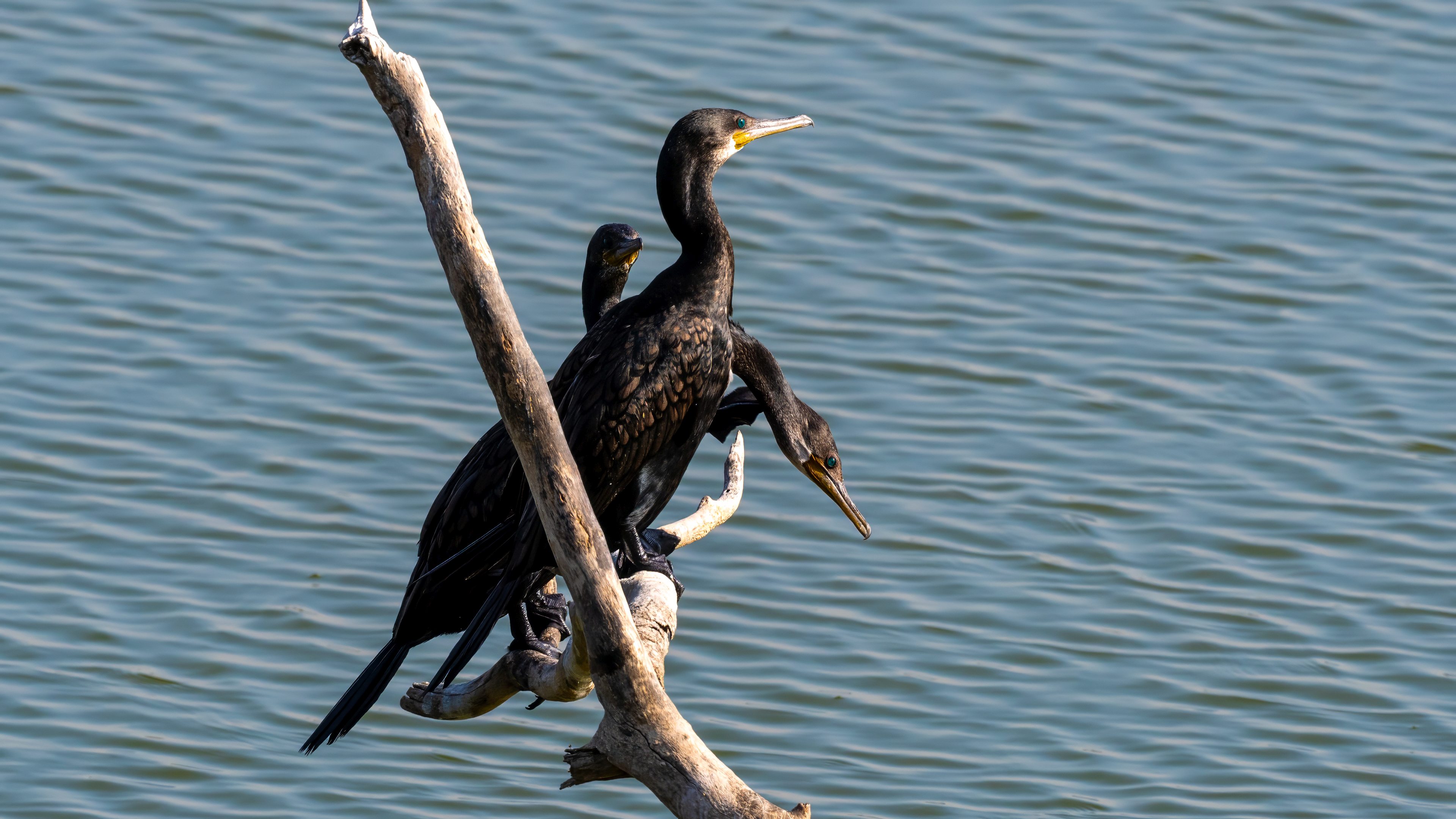 Indian Cormorant